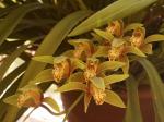 : - Cymbidium iridioides