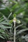 : - Cymbidium goeringii