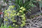 :-Cymbidium lowianum var. lowianum