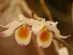 : - Dendrobium crystallinum