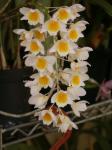 :-Dendrobium farmeri