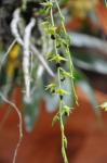 : - Dendrobium hemimelanoglossum