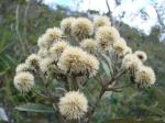 : - Eremanthus glomeratus