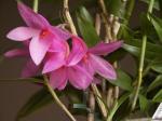 : - Dendrobium glomeratum