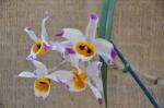 : - Dendrobium wardianum