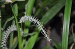 : - Dendrochilum niveum
