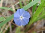 : - Evolvulus sericeus