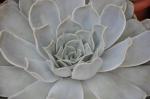 Brautstrauß-Echeverie - Echeveria lilacina
