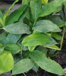 Kardamom - Elettaria cardamomum