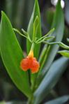 : - Epidendrum pseudepidendrum