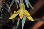 : - Prosthechea citrina