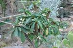 Spuckpalme - Euphorbia lophogona