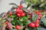 Wintergrünstrauch - Gaultheria procumbens