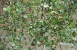 : - Kalanchoe manginii