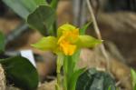 : - Lycaste consobrina