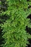 Japanischer Kletterfarn - Lygodium japonicum