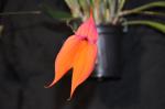 : - Masdevallia veitchiana