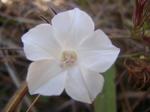 : - Merremia cissoides