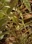 : - Micropera pallida