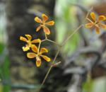 : - Oncidium auricula