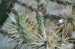 : - Cylindropuntia molesta