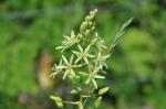 Pyrenäen-Milchstern - Ornithogalum pyrenaicum