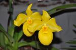 : - Paphiopedilum armeniacum