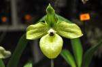 : - Paphiopedilum malipoense