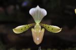 : - Paphiopedilum tonsum