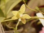:-Phalaenopsis pallens