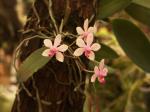 : - Phalaenopsis wilsonii