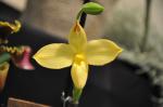: - Phragmipedium besseae var. besseae