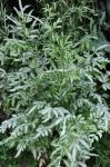 : - Pteris ensiformis