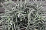 Rutenkaktus - Rhipsalis pilocarpa