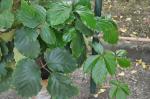 : - Tetrastigma voinierianum