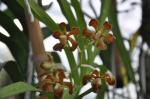 : - Vanda hindsii