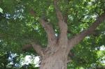 Japanische Zelkove - Zelkova serrata