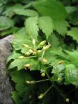 Ähriges Christophskraut - Actaea spicata