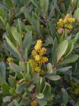Gagelstrauch - Myrica gale
