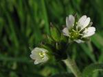 Quellen-Hornkraut - Cerastium fontanum