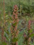 Roter Gänsefuß - Chenopodium rubrum