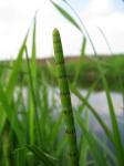 Teich-Schachtelhalm - Equisetum fluviatile