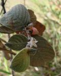 : - Sabicea brasiliensis