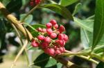 Brasilianischer Pfefferbaum - Schinus terebinthifolia