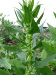 Echter Spinat - Spinacia oleracea