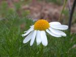 Geruchlose Kamille - Tripleurospermum inodorum
