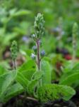 Echter Ehrenpreis - Veronica officinalis