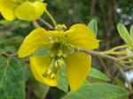 : - Senna macranthera