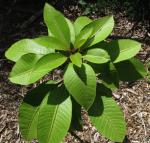 : - Charpentiera obovata