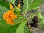 : - Cordia subcordata